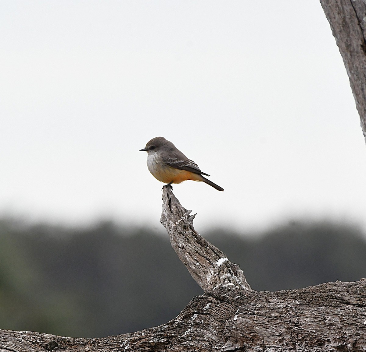 Vermilion Flycatcher - ML645971050