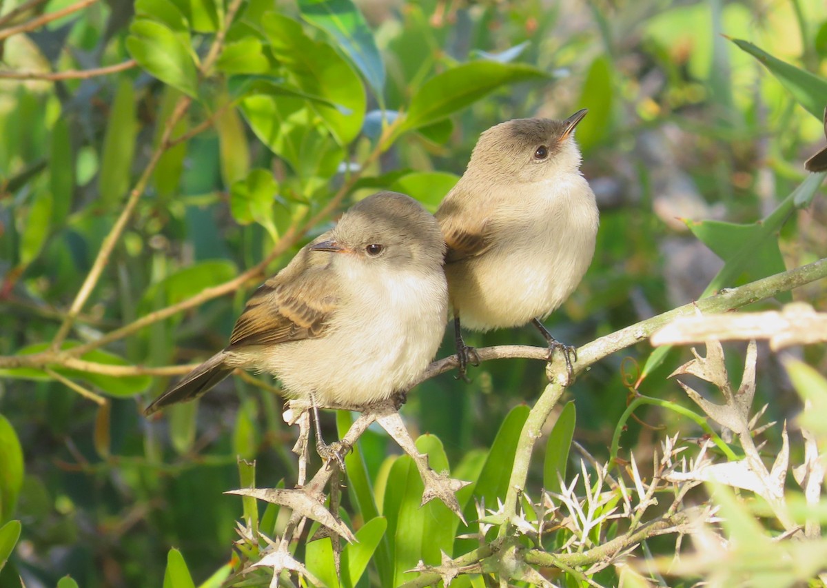 Sooty Tyrannulet - ML645971051