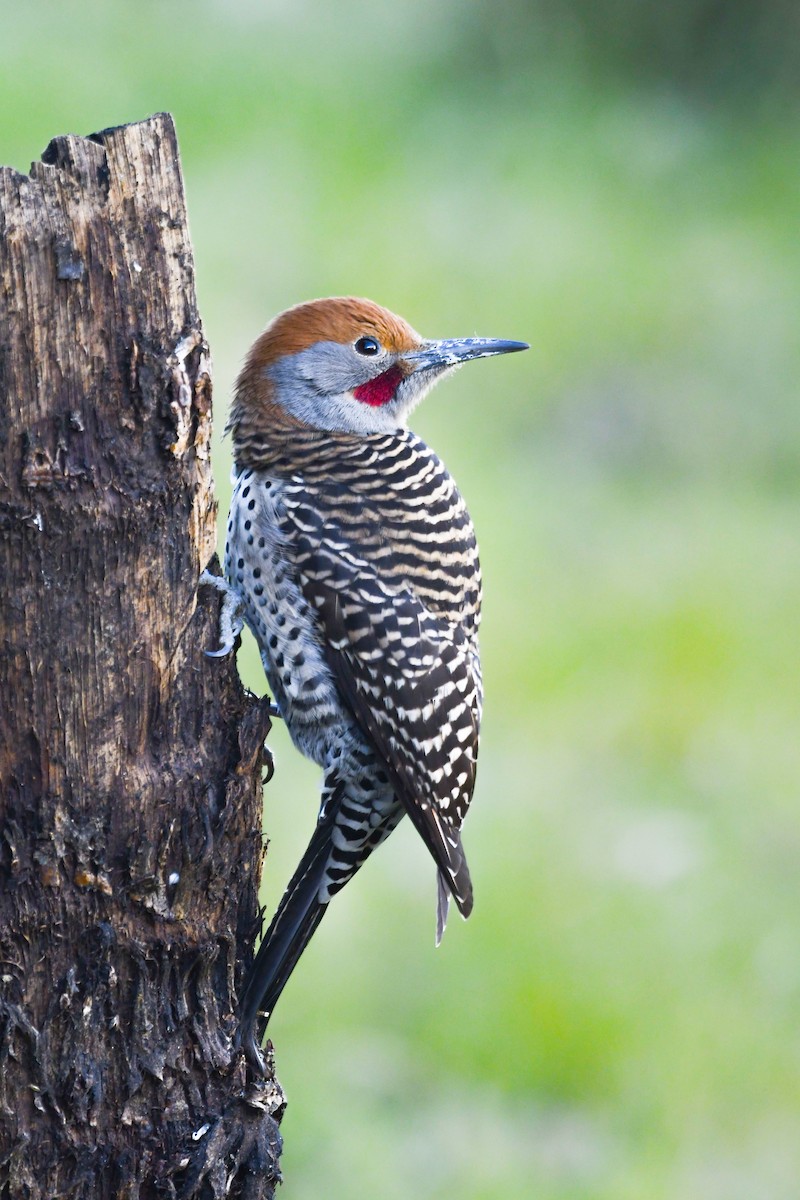 Guatemalan Flicker - ML645971057