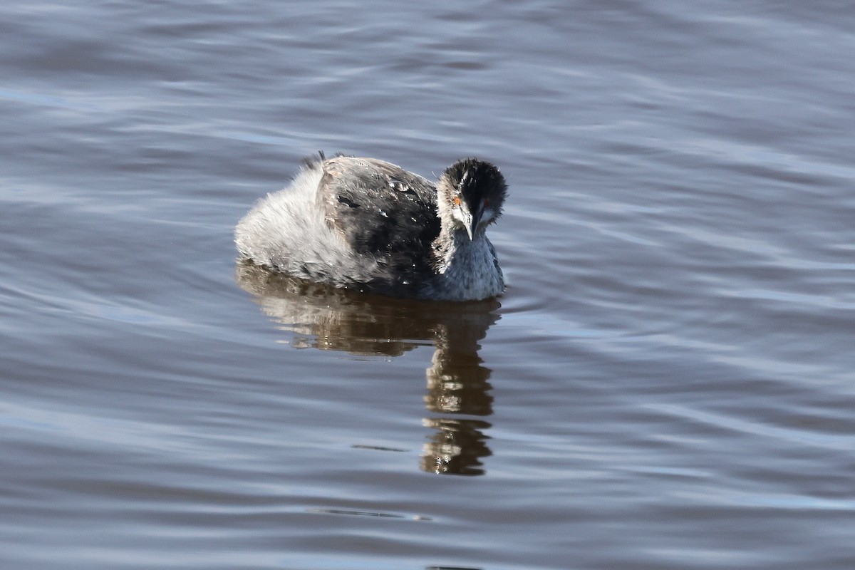 potápka černokrká - ML645971058