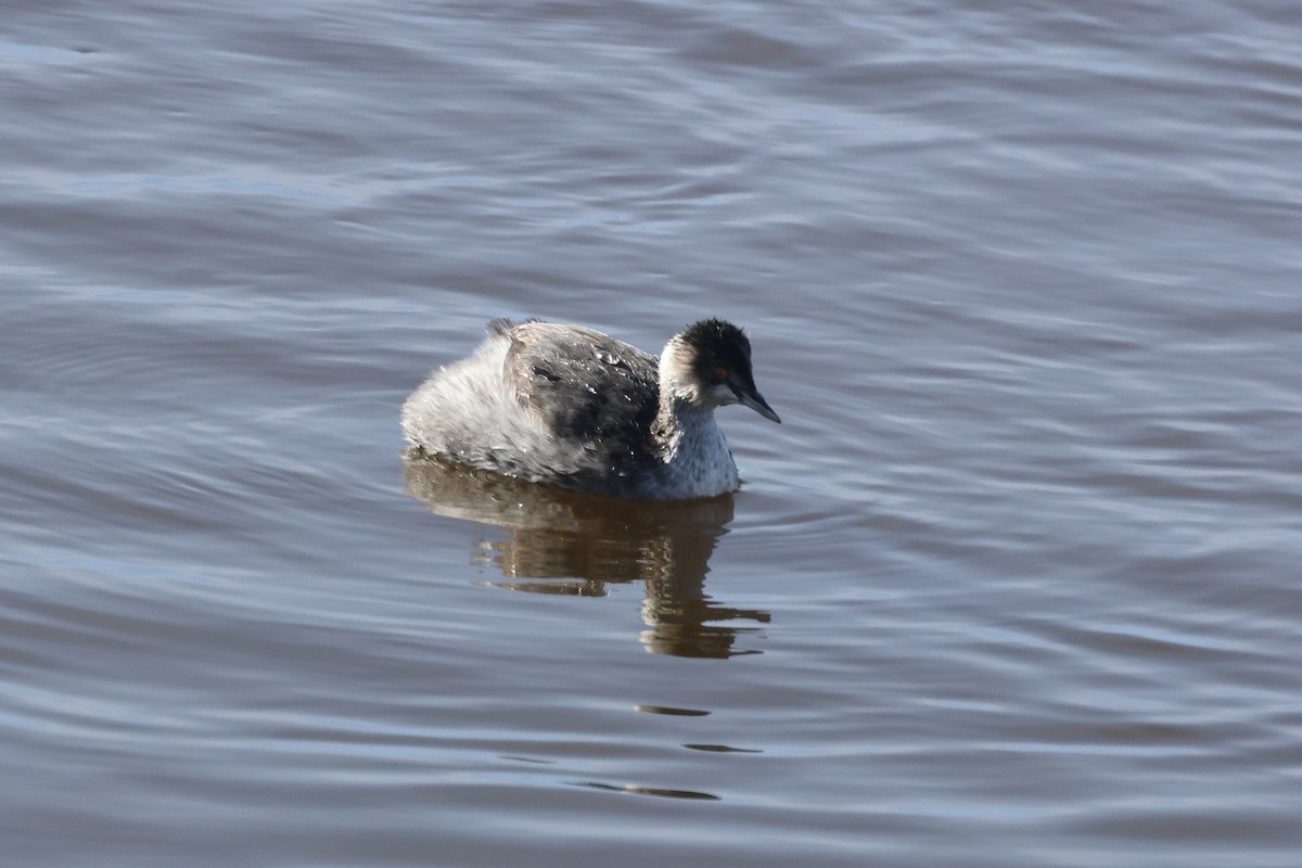 potápka černokrká - ML645971059