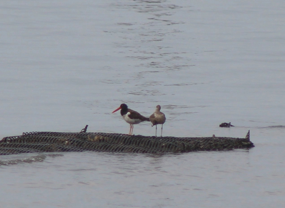 Amerika Poyrazkuşu - ML645971060