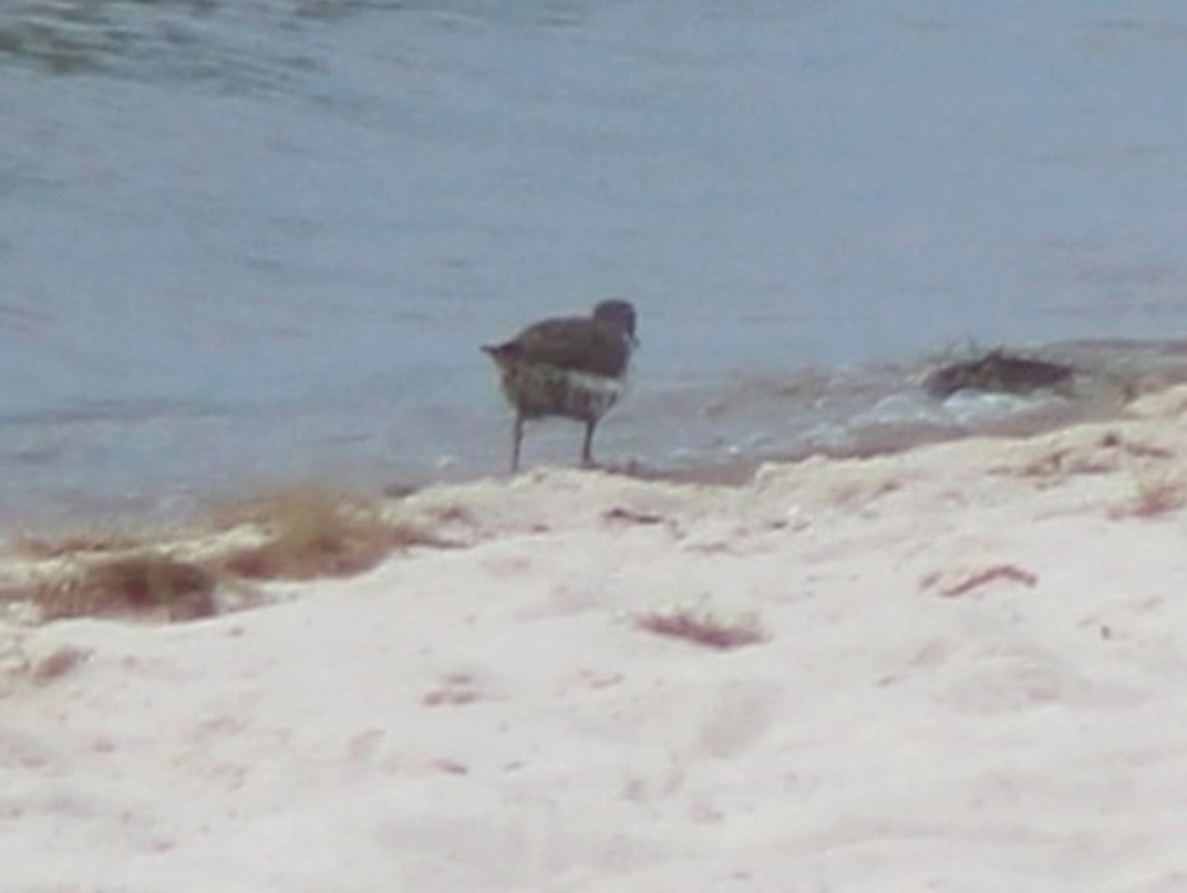 Benekli Düdükçün - ML645971061