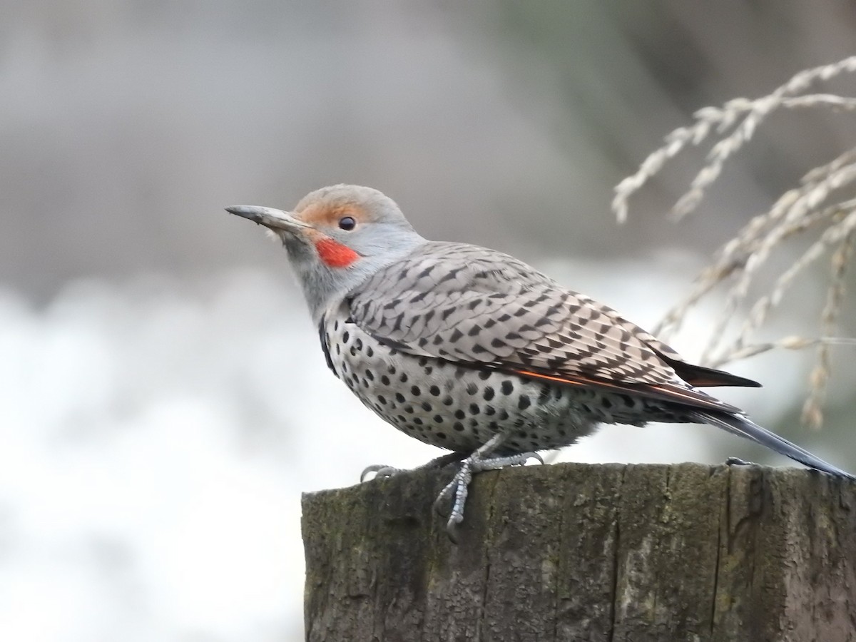 Northern Flicker - ML645971062