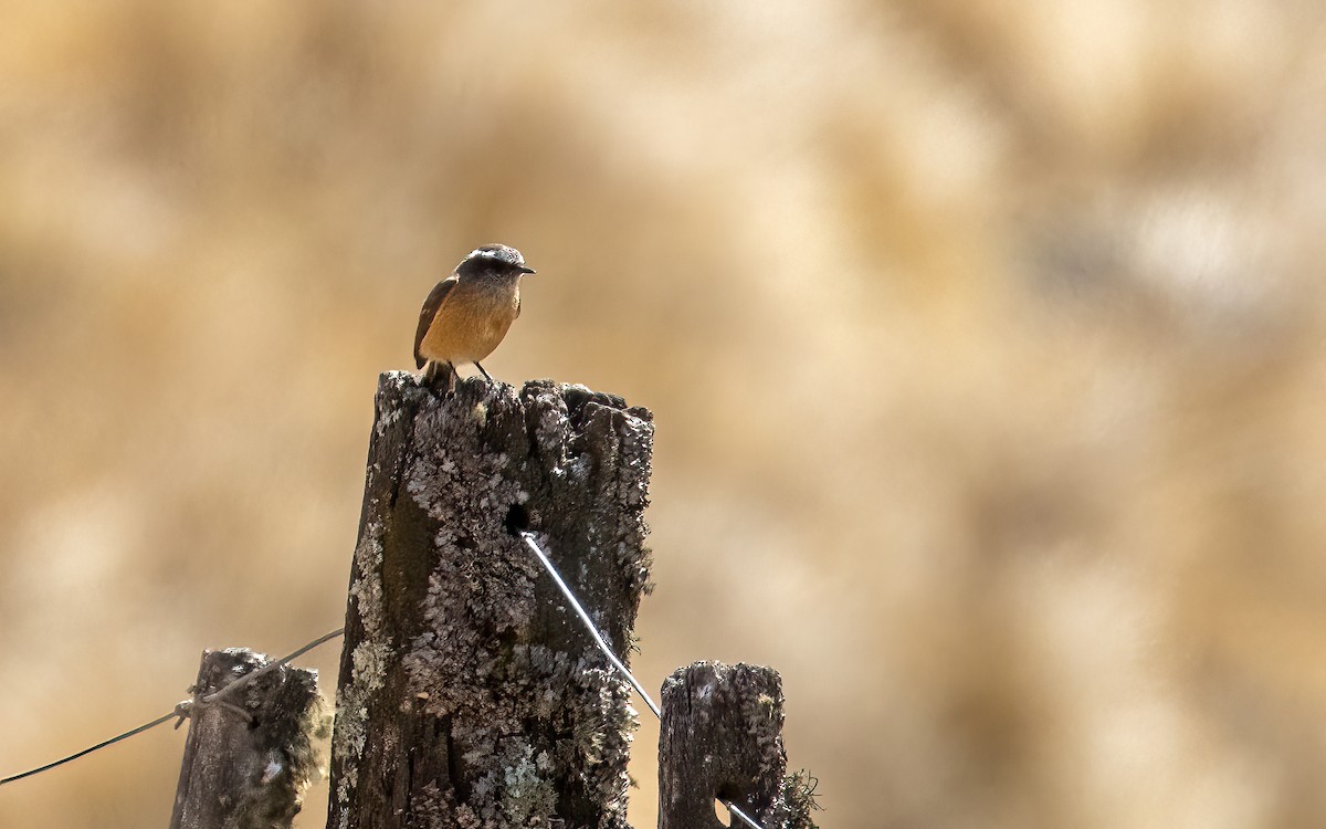 d'Orbigny's Chat-Tyrant - ML645971082