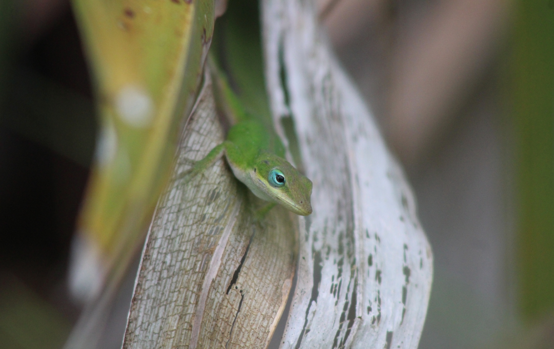Green Anole - ML645971083