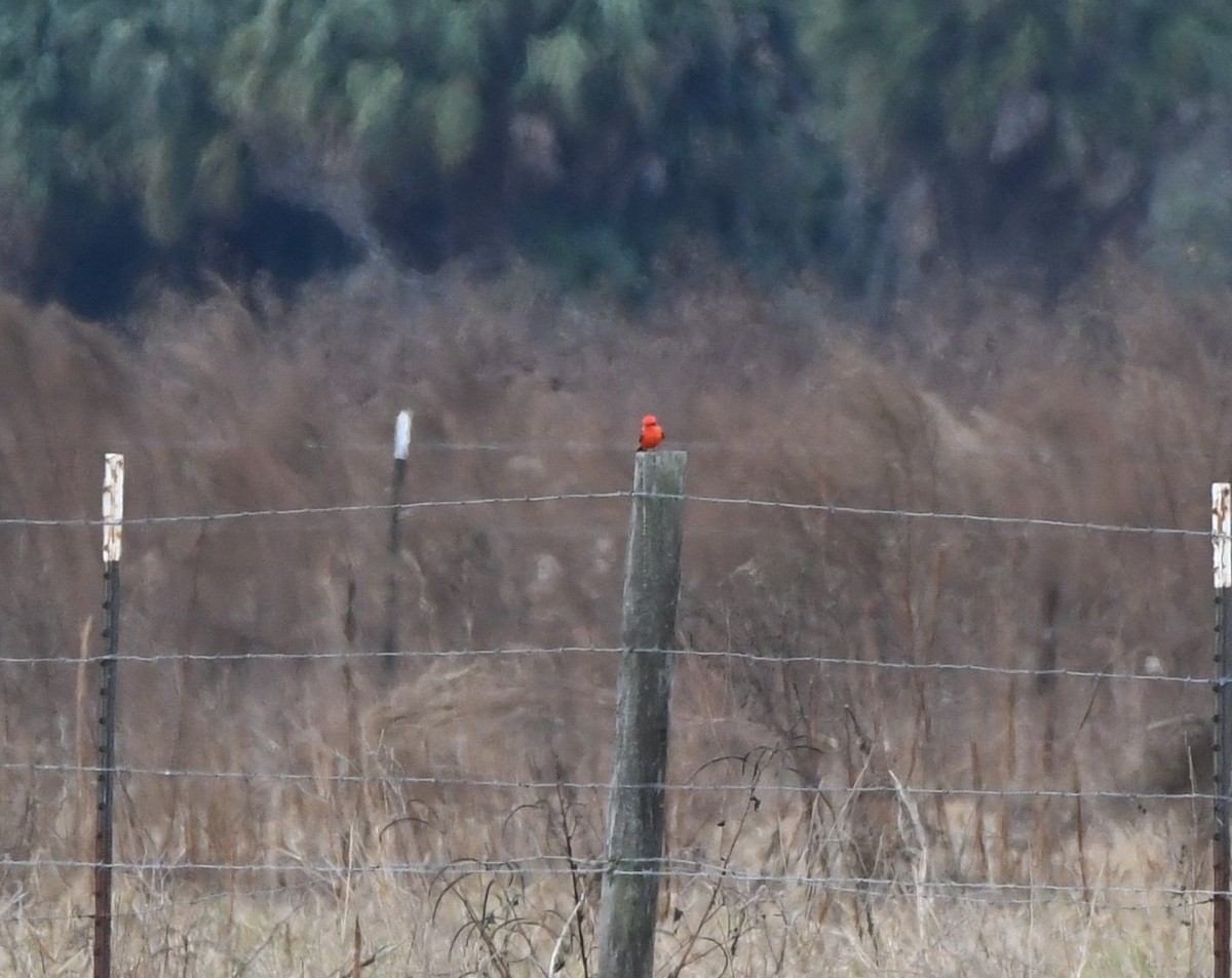 Vermilion Flycatcher - ML645971093