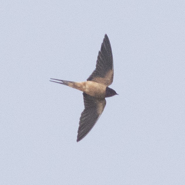 Barn Swallow - ML645971094