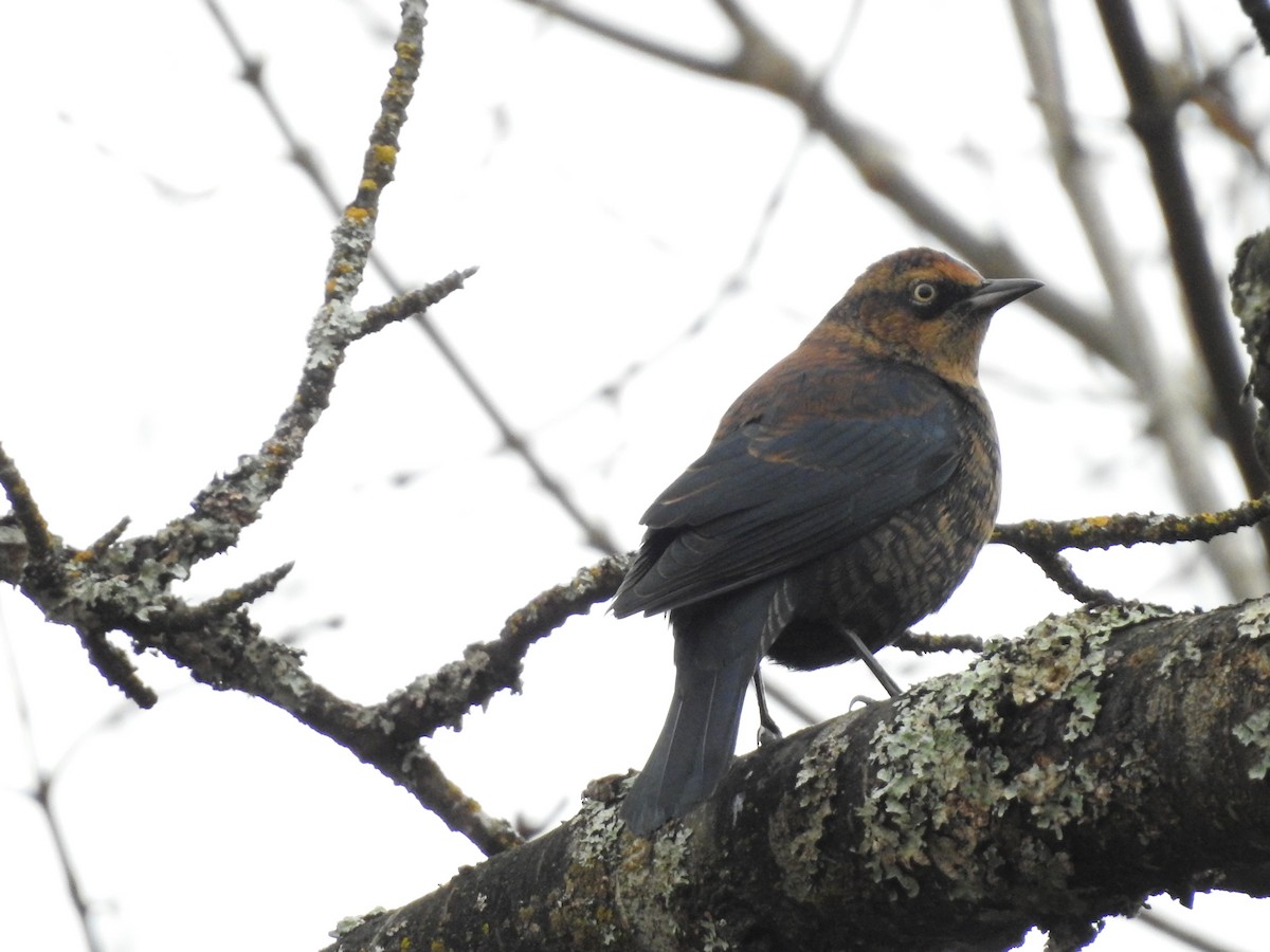 Rusty Blackbird - ML645971095