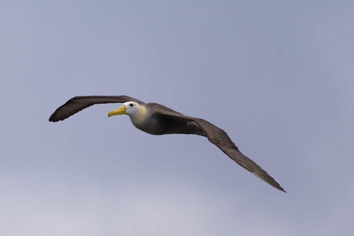 albatros galapážský - ML645971096