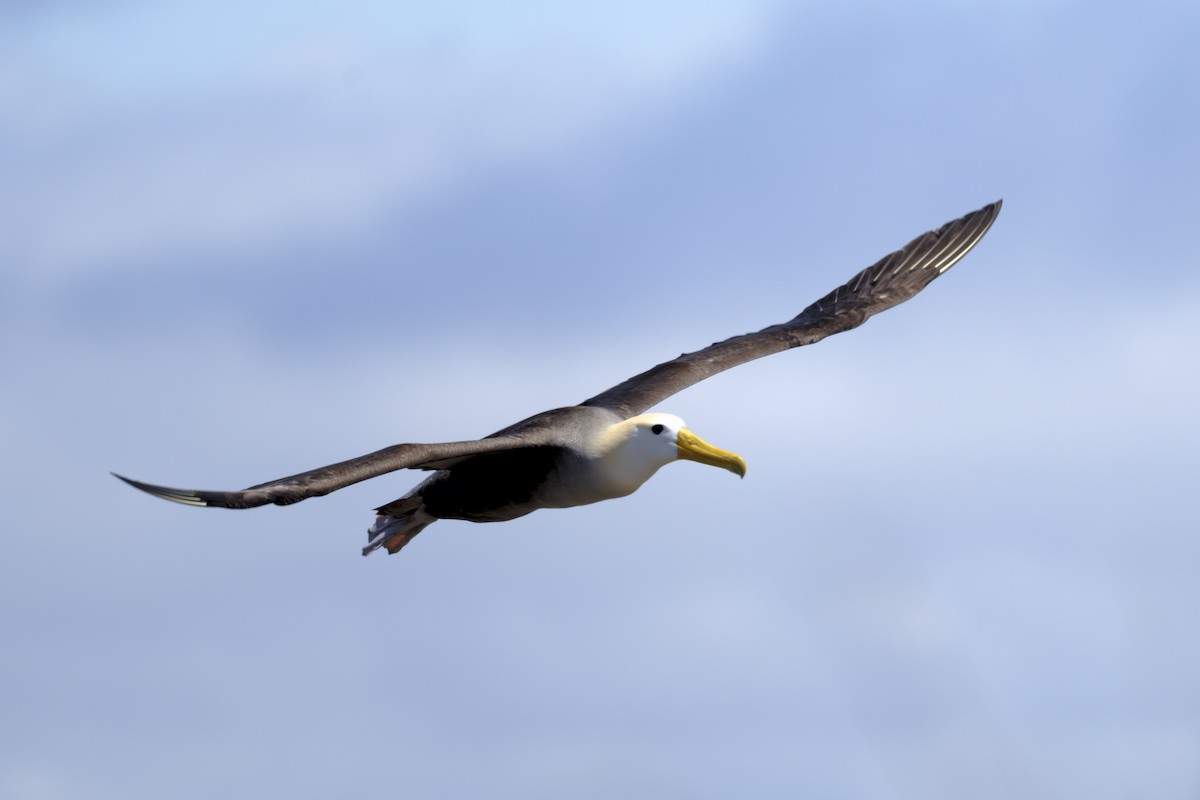 albatros galapážský - ML645971097