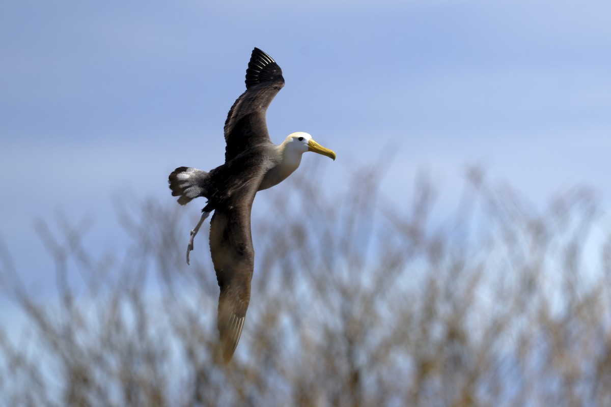 albatros galapážský - ML645971098