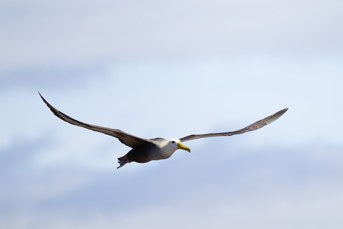 albatros galapážský - ML645971099