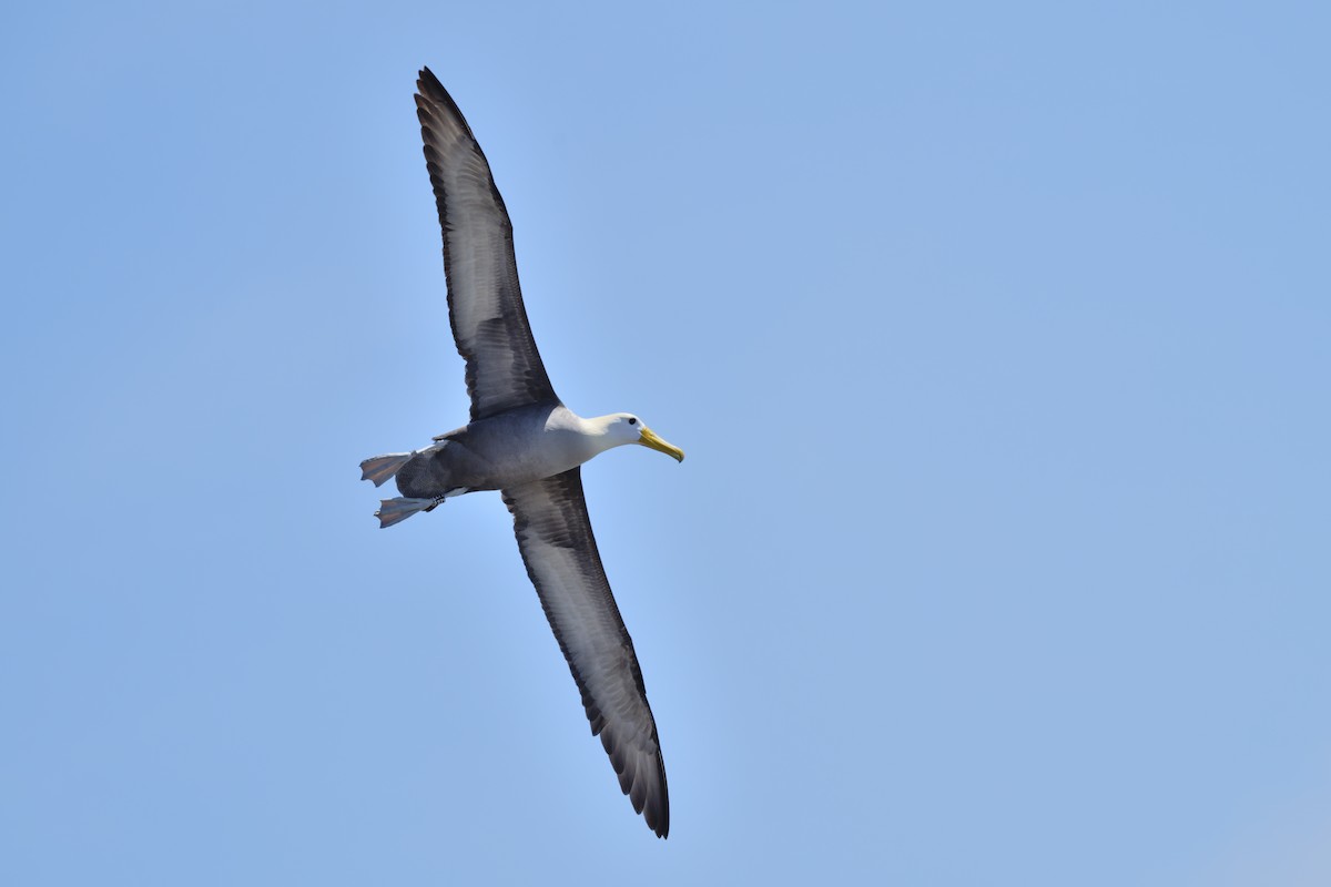 albatros galapážský - ML645971100