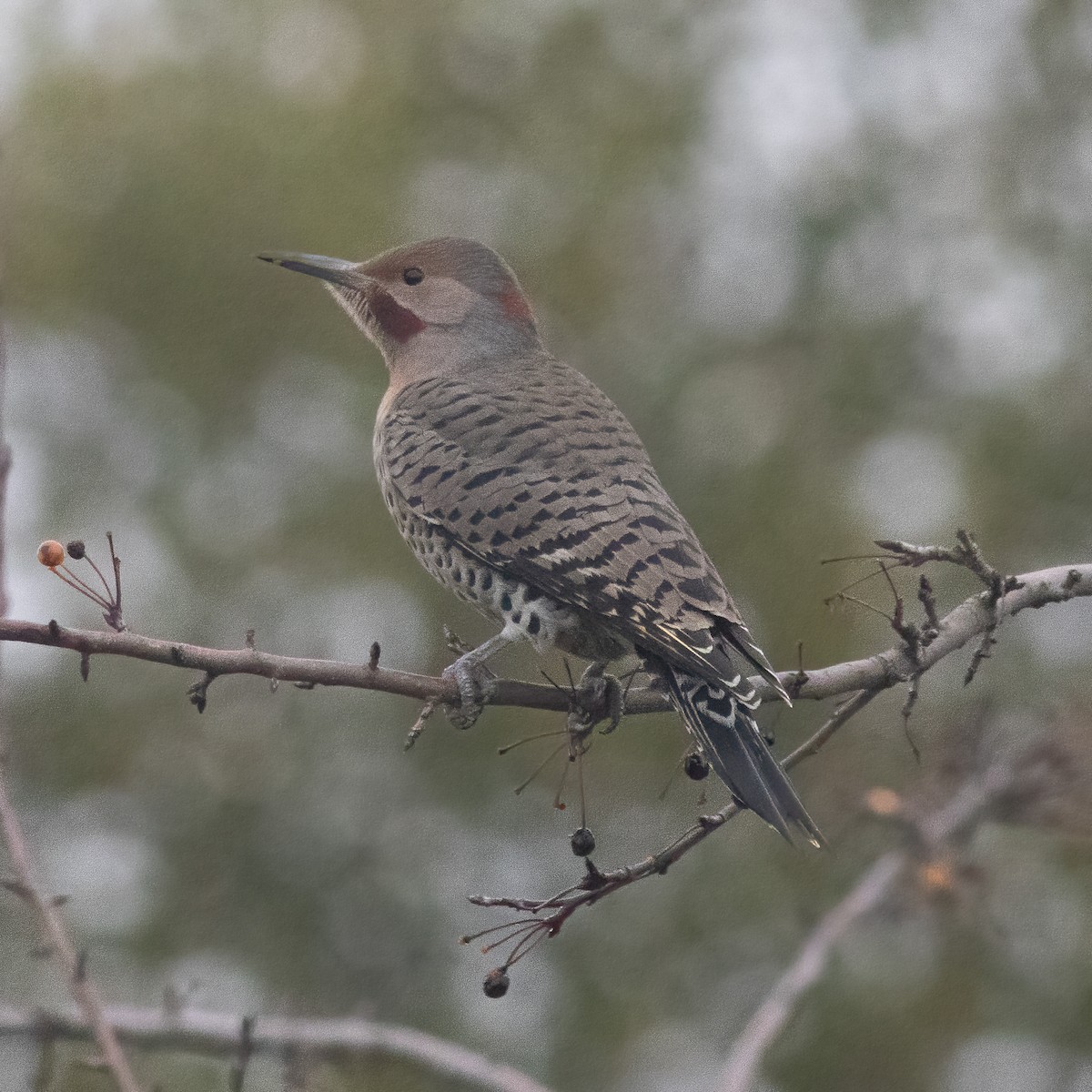 Northern Flicker (Yellow-shafted x Red-shafted) - ML645971105
