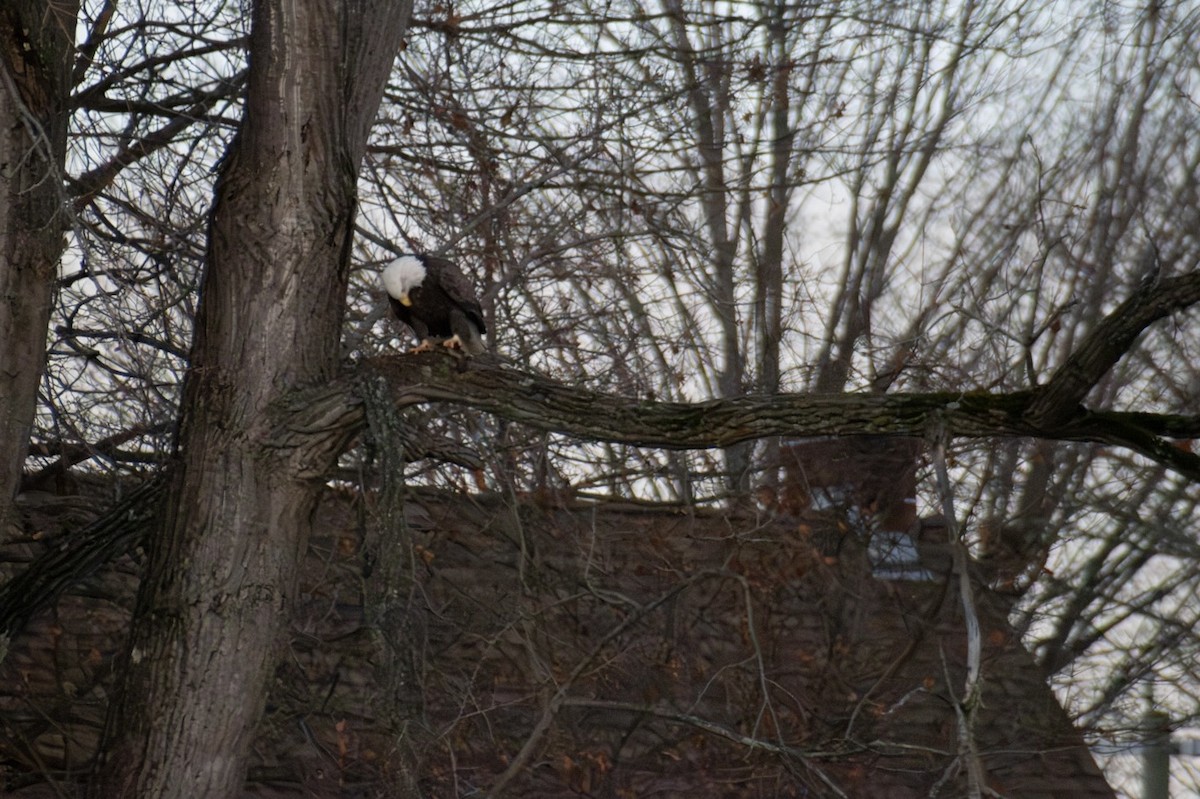 Pygargue à tête blanche - ML645971106