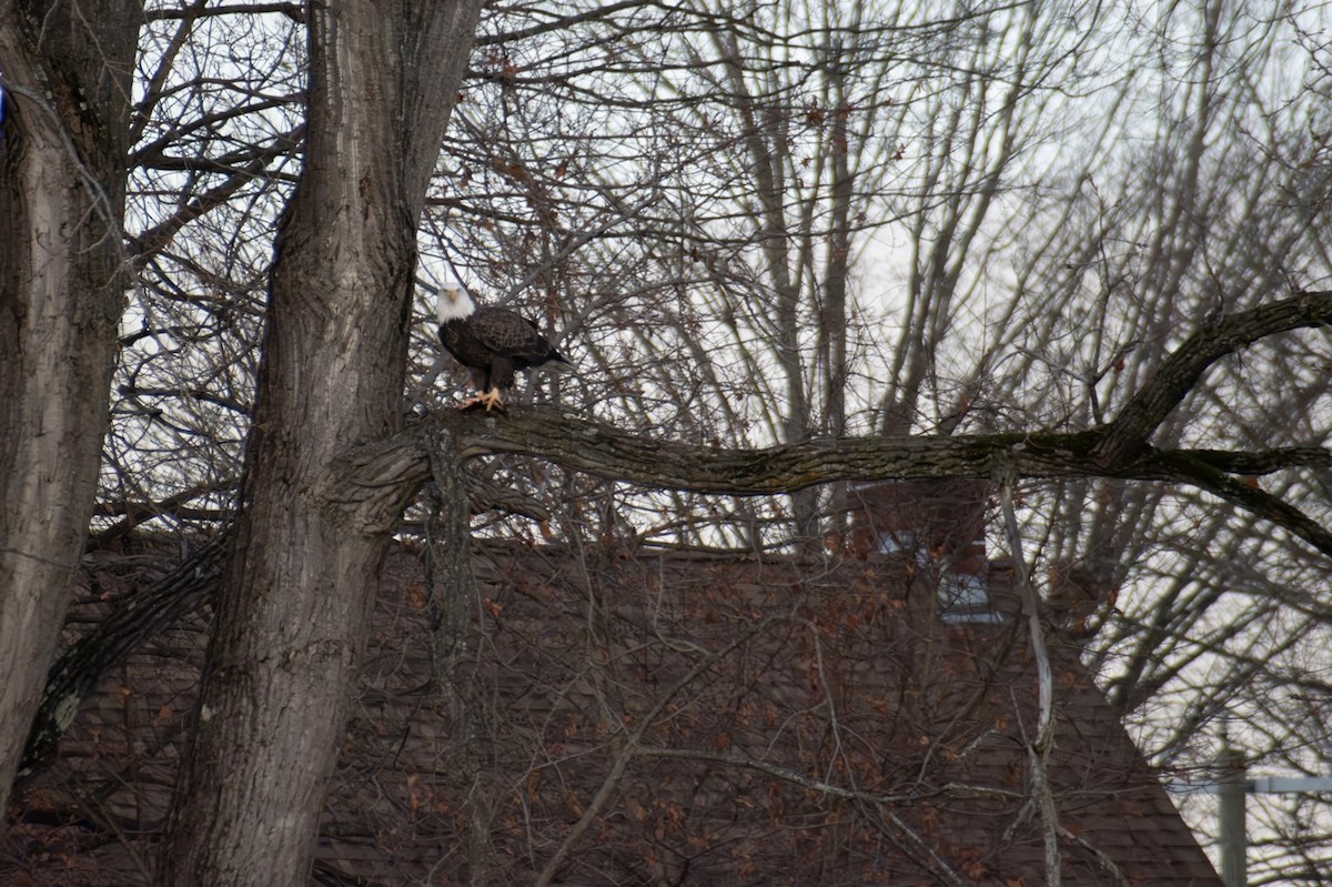 Pygargue à tête blanche - ML645971107
