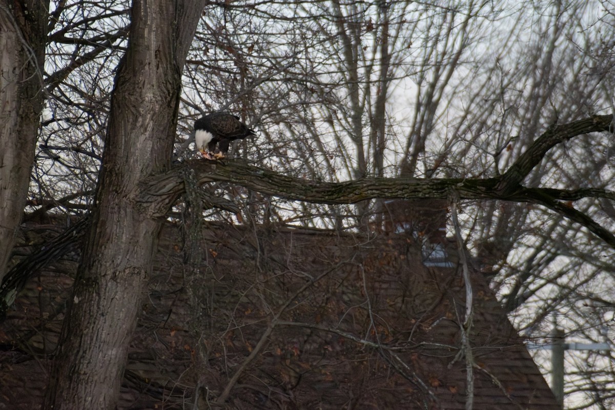 Pygargue à tête blanche - ML645971108