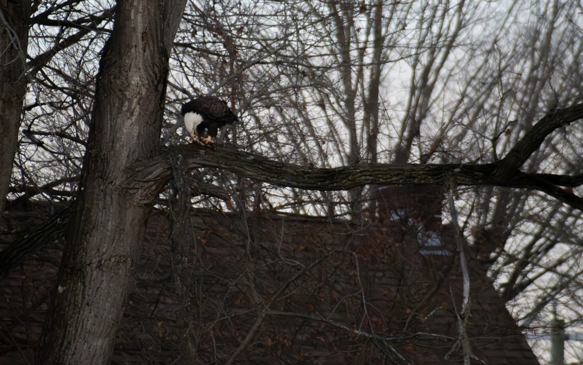 Pygargue à tête blanche - ML645971109