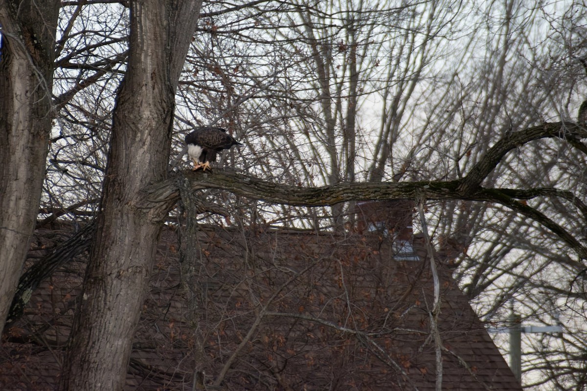 Pygargue à tête blanche - ML645971110