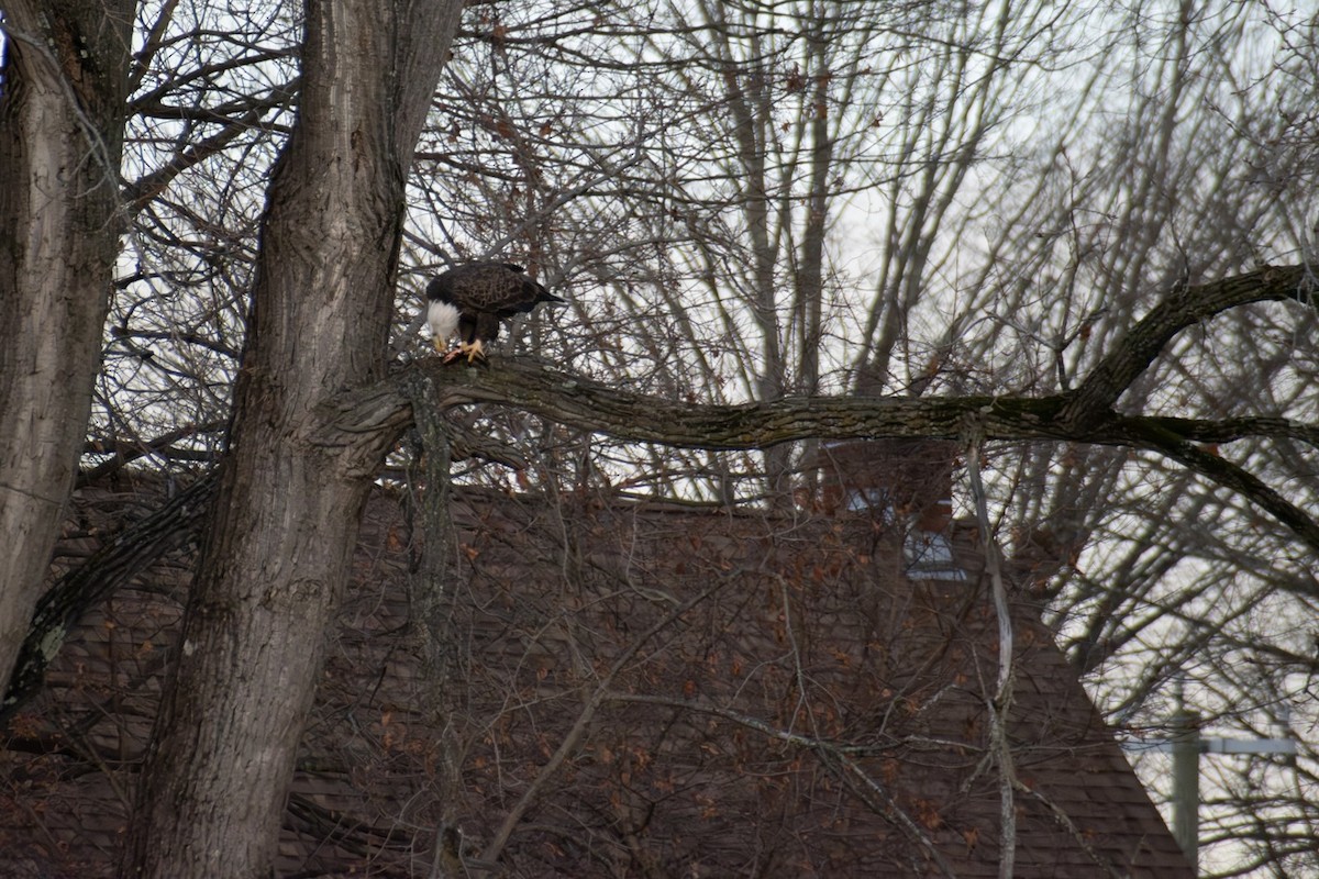 Pygargue à tête blanche - ML645971111
