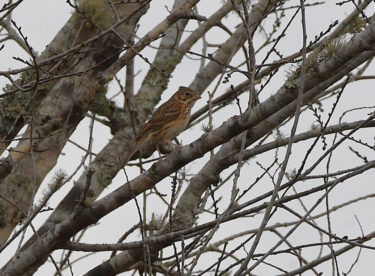 Vesper Sparrow - ML645971116