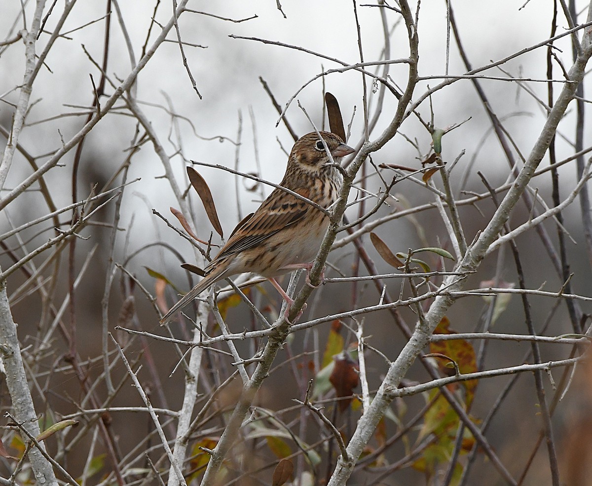 Vesper Sparrow - ML645971118