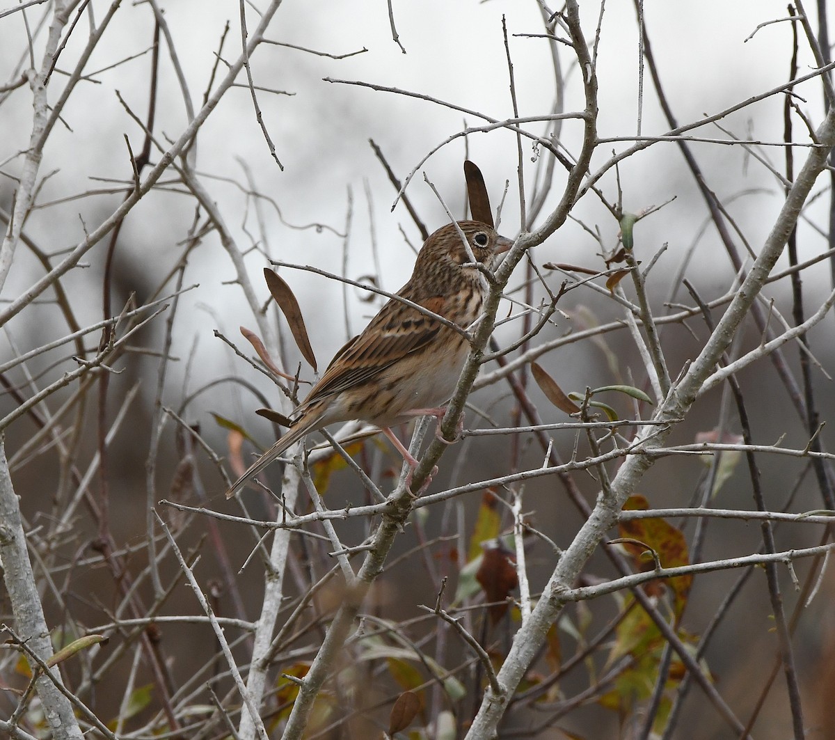 Vesper Sparrow - ML645971119