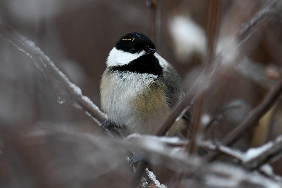 Black-capped Chickadee - ML645971120