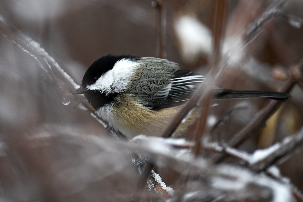 Black-capped Chickadee - ML645971121