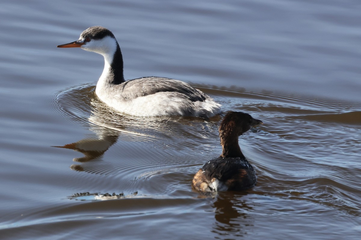 Clark's Grebe - ML645971129