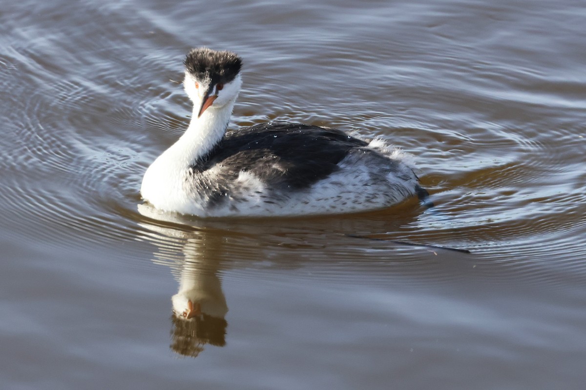 Clark's Grebe - ML645971130