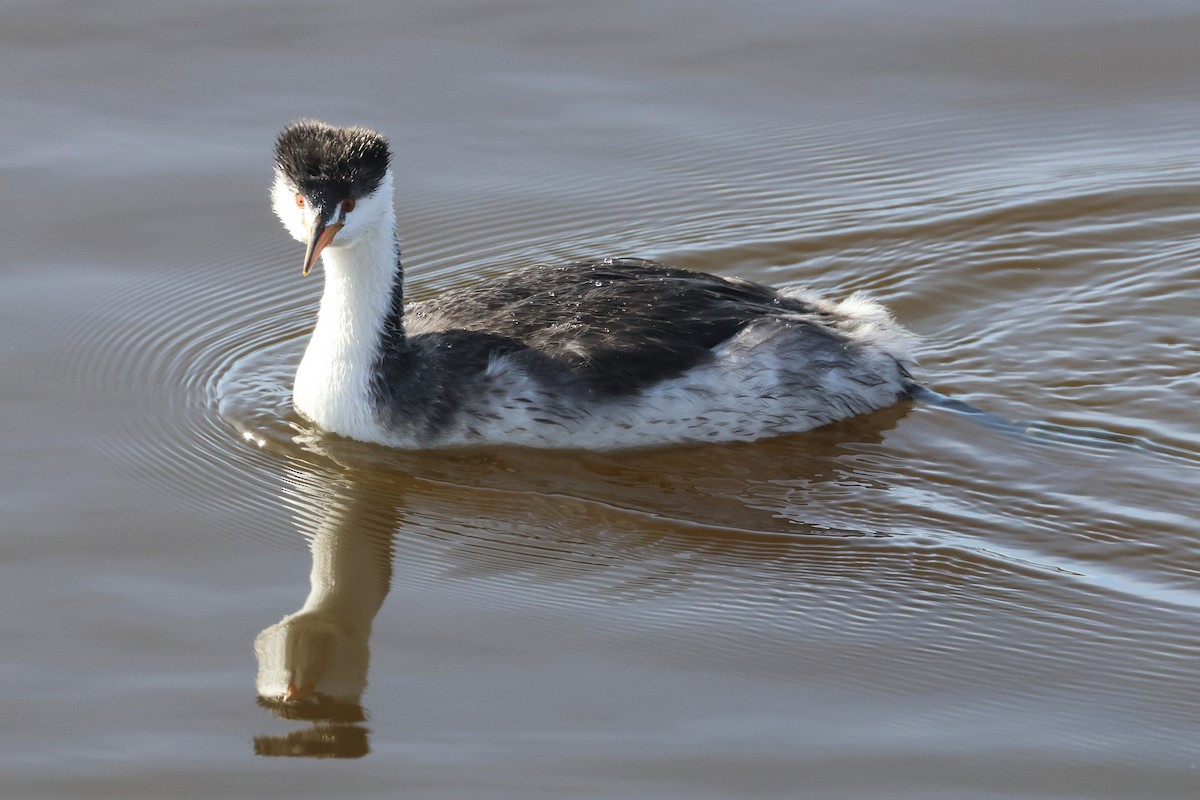 Clark's Grebe - ML645971131