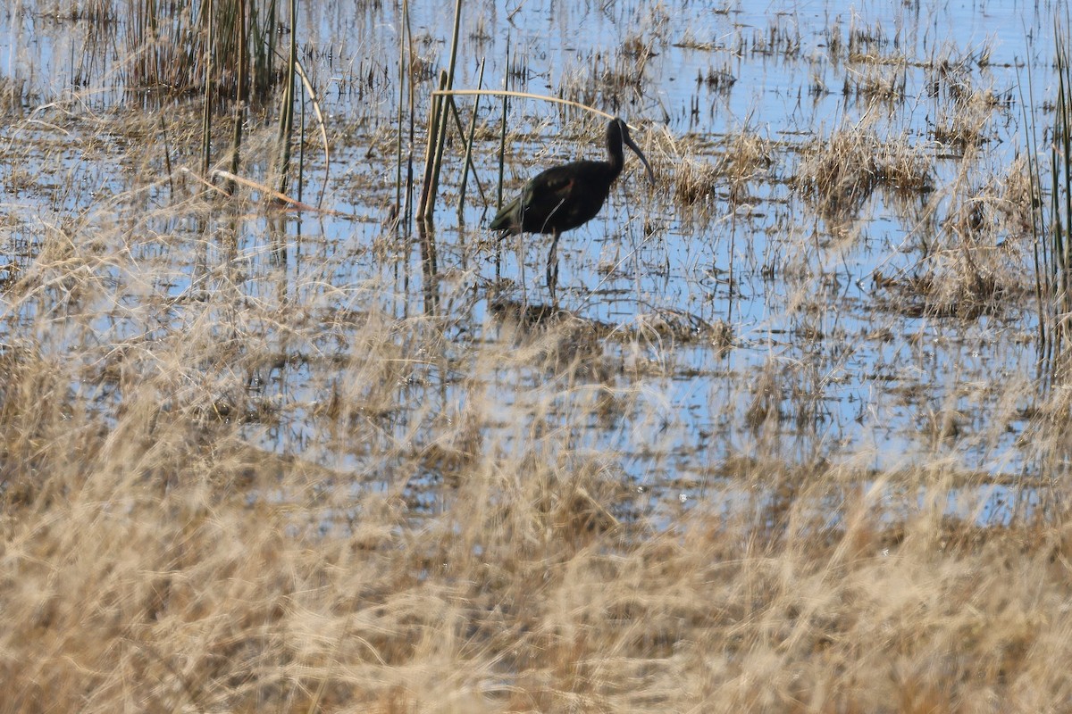 White-faced Ibis - ML645971137
