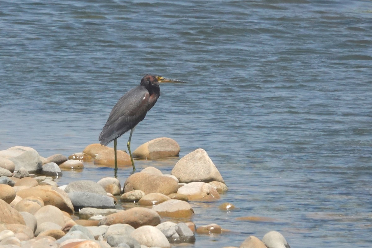 Tricolored Heron - ML645971138
