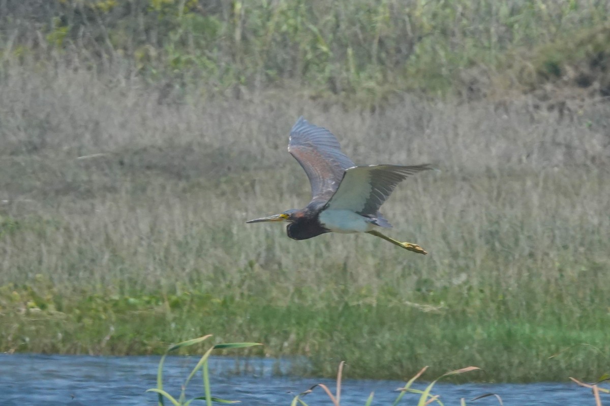 Tricolored Heron - ML645971139