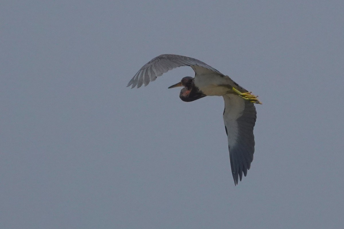 Tricolored Heron - ML645971140