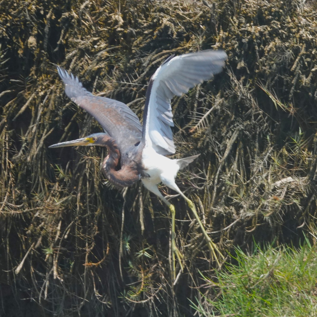 Tricolored Heron - ML645971141