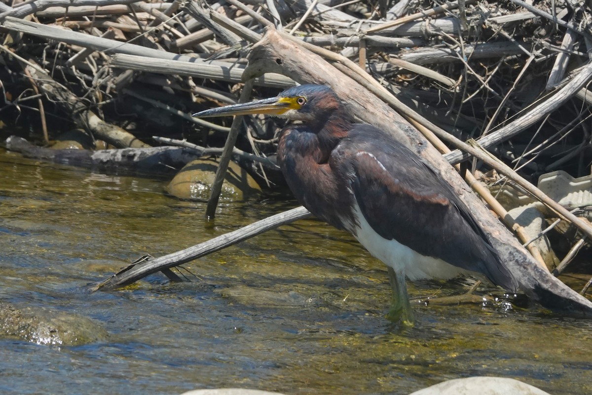 Tricolored Heron - ML645971142