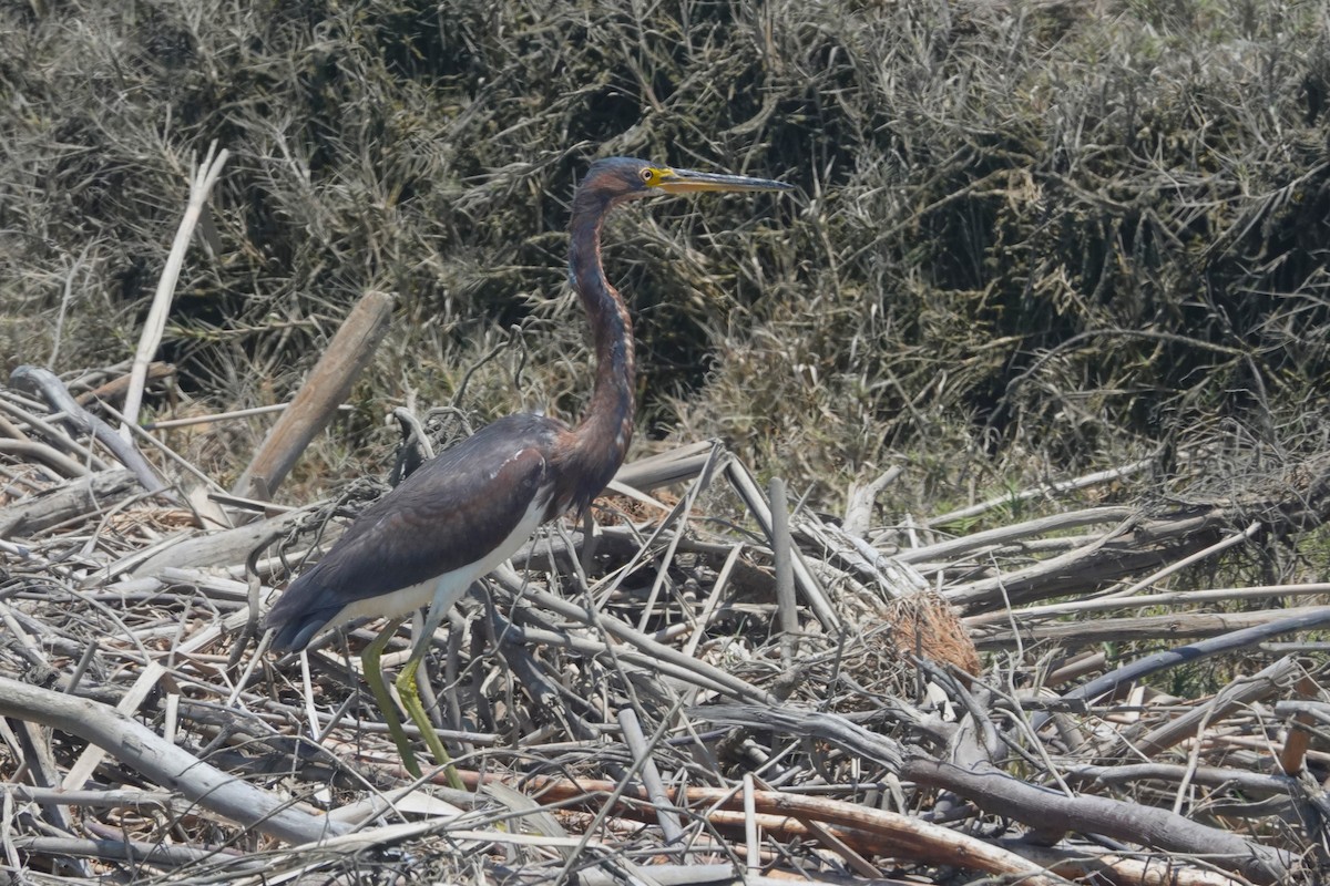 Tricolored Heron - ML645971143