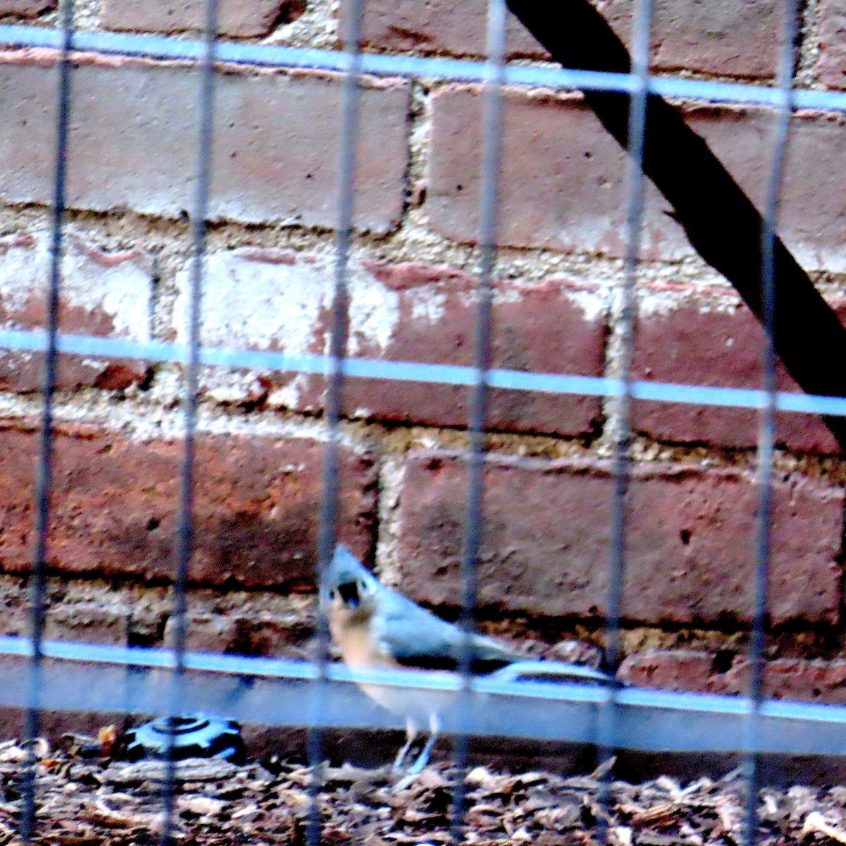 Tufted Titmouse - ML645971144