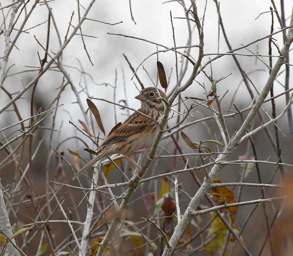 Vesper Sparrow - ML645971145