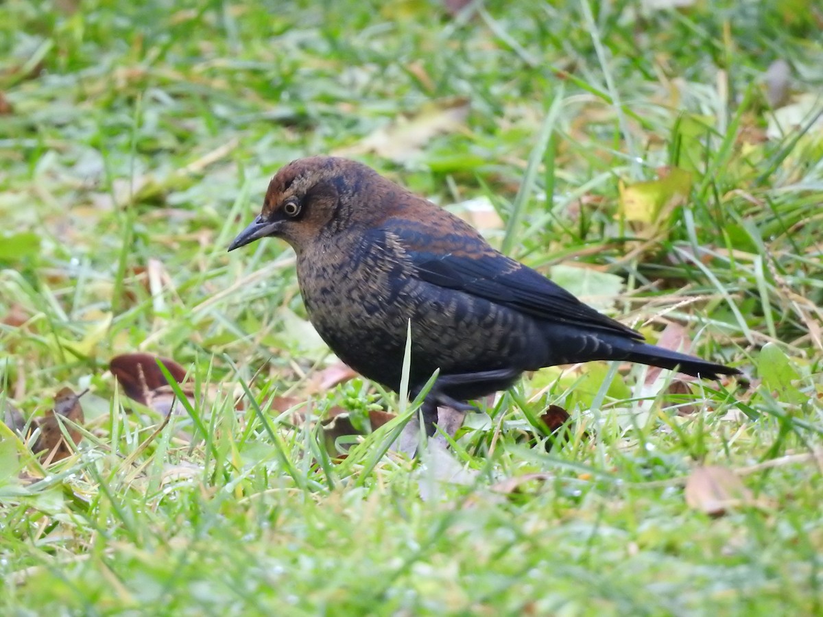 Rusty Blackbird - ML645971146