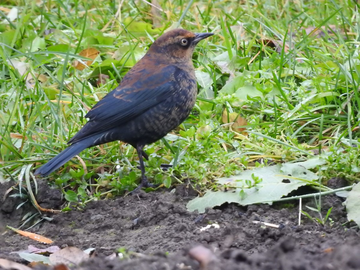 Rusty Blackbird - ML645971147