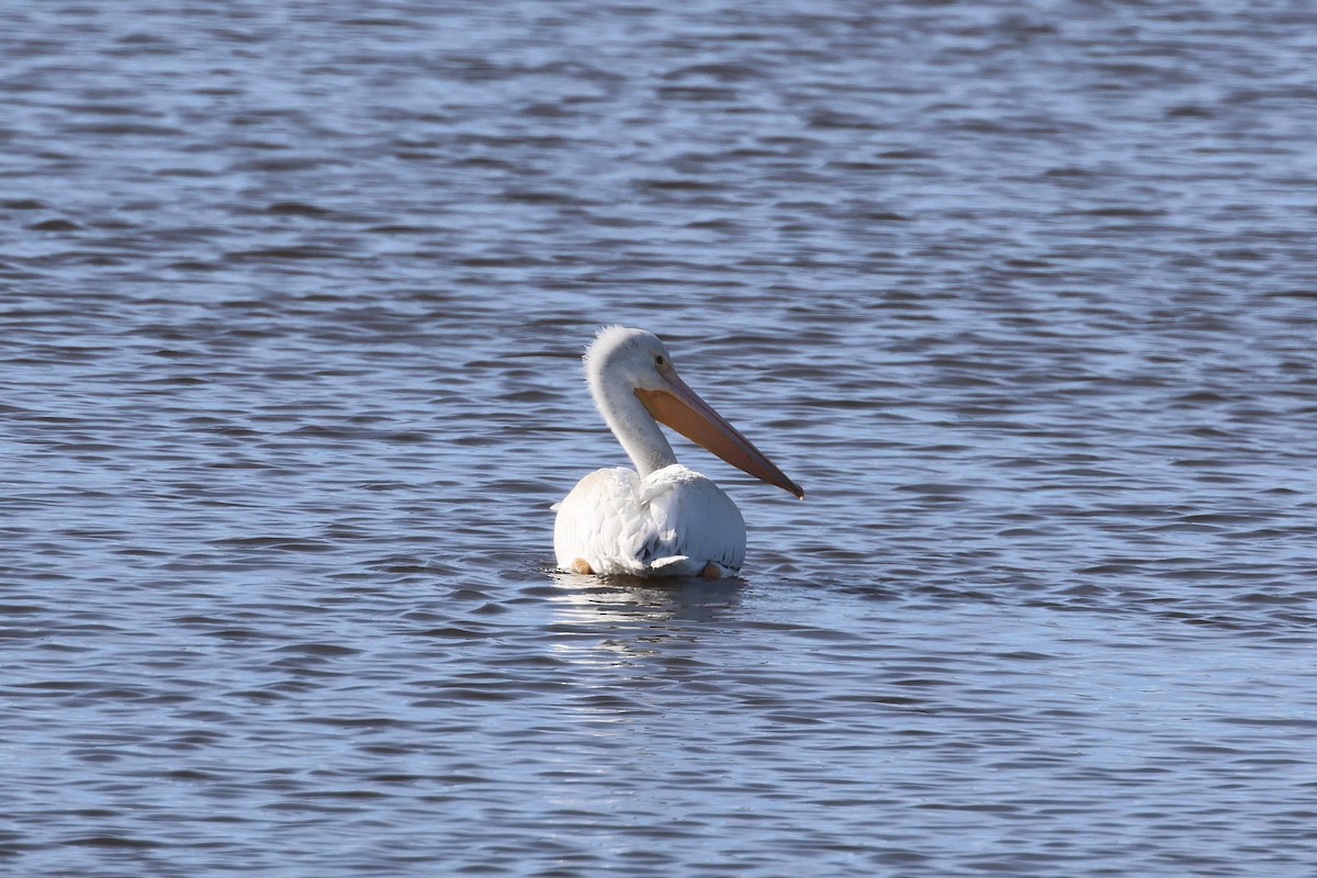 American White Pelican - ML645971150