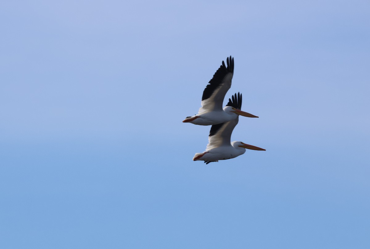 American White Pelican - ML645971151