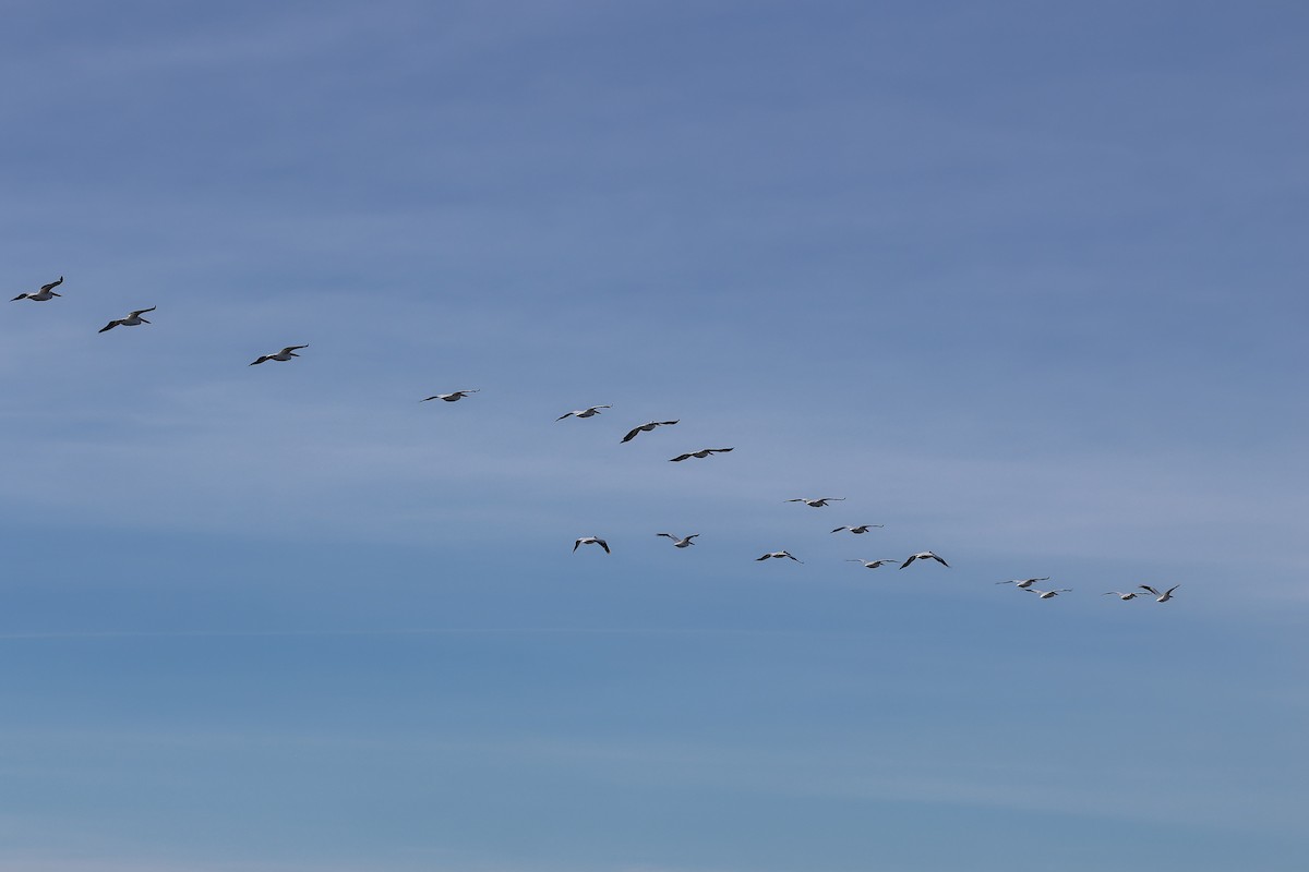 American White Pelican - ML645971152