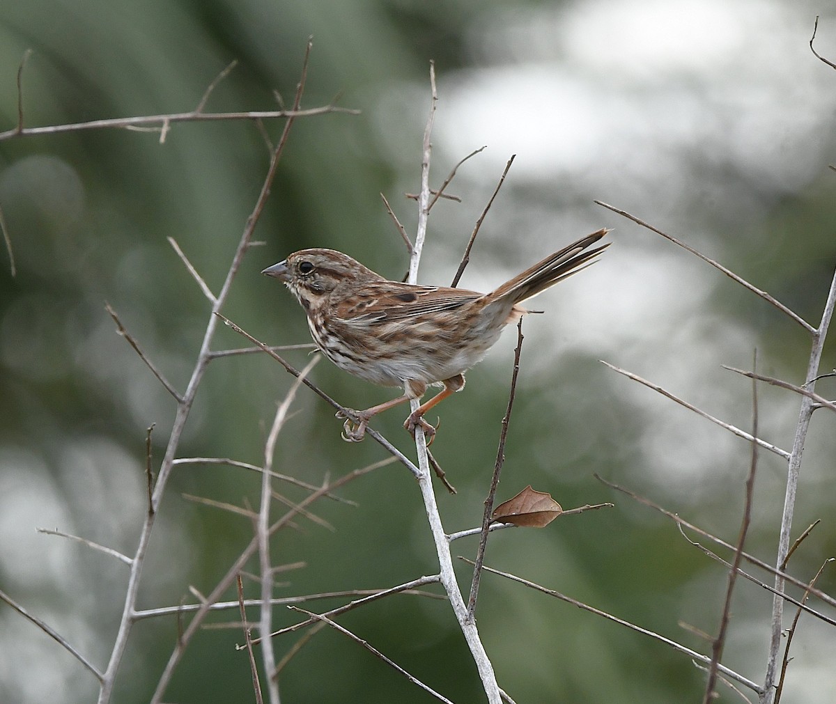 Song Sparrow - ML645971154