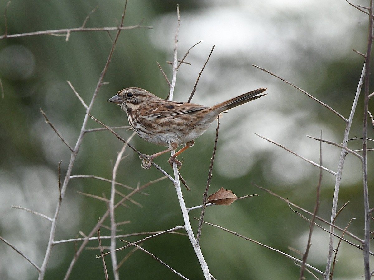 Song Sparrow - ML645971155