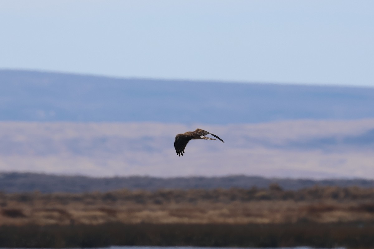 Northern Harrier - ML645971164